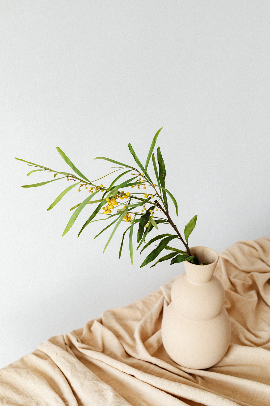Green Plant in Beige Ceramic Vase